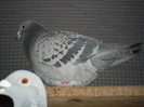 SAM_1190