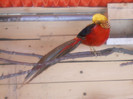 DSCN0135