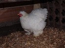 DSCF0610