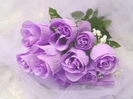 trandafiri violeti