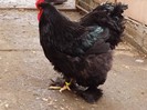 DSCF0387