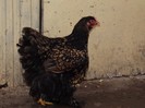DSCF0521