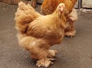 DSCF0645