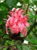 Justicia carnea