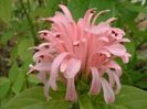 JACOBINIA CARNEA PINK