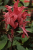 justicia carnea red