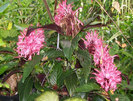 Justicia carnea  hollanda purpurea