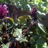 justicia carnea Huntington