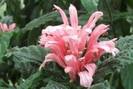 justicia carnea