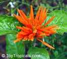 justicia spiciera, plume flower