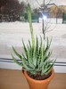 aloe humilis