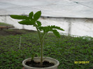 SDC12030