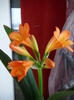 Clivia Orange