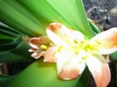 Clivia ....