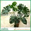 MONSTERA DELICIOSA SAU PHILODENDRON