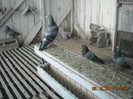 DSCN0642