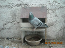 DSCN0654