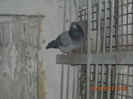 DSCN0833