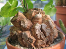 Dioscorea elephantipes