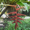 Heliconia Sclerotricha
