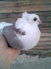 Id de mess (adi_heart_ache@yahoo.com