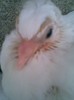 (adi_heart_ache@yahoo.com)