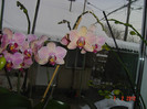 poze 001