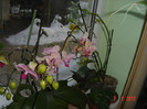 poze 002