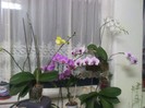 am inflorit si eu!7.02.2012-