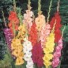 INDISPONIBIL gladiole mix flori mari