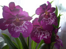 Miltonia