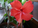 Rouge tropique