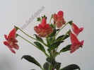 Kohleria Empress