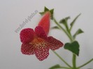 Kohleria Hanna Roberts