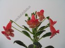 Kohleria Empress