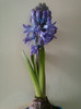 7 febr 2012 a inflorit
