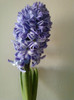o floare pt lucky decedat ieri ...