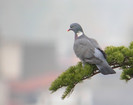 Columba palumbus2