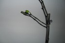 Pelorica 007
