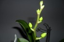 Pelorica 010
