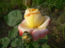 Tr.galben bordat cu roz