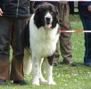 1296396558_76964353_1-Fotografii-de--Ofer-spre-monta-Ciobanesc-Romanesc-de-Bucovina