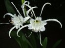 hymenocallis