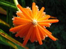 orange_exotic_flower