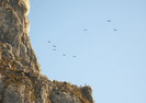 porumbeii de stanca
