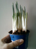 iris pitic albastru
