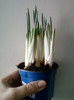 9 febr  2012 006