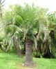 butia_eriospatha