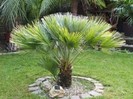 Chamaerops_humilis_vulcano