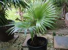 Trachycarpus latisectus